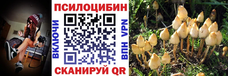 Псилоцибиновые грибы Psilocybe  Великий Устюг 